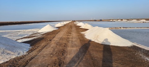 Harvested salt windrows at solar salt pans